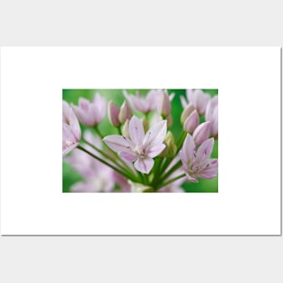 Allium unifolium  American onion Posters and Art